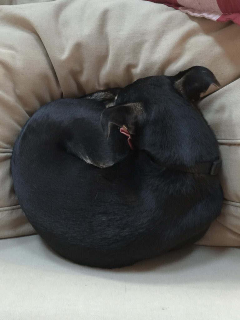 黒こげベーグル犬