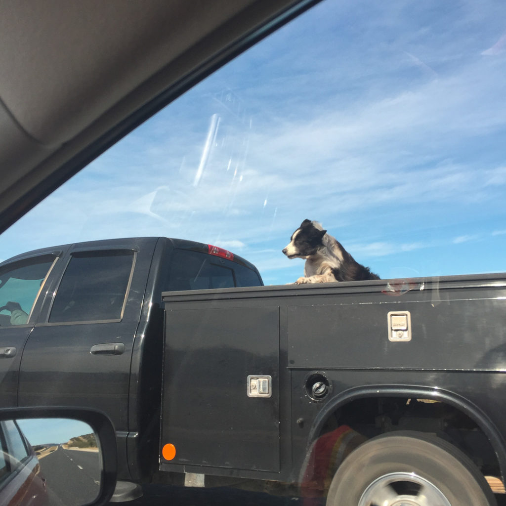 時速１２０ｋｍで走るトラックの荷台に乗る犬