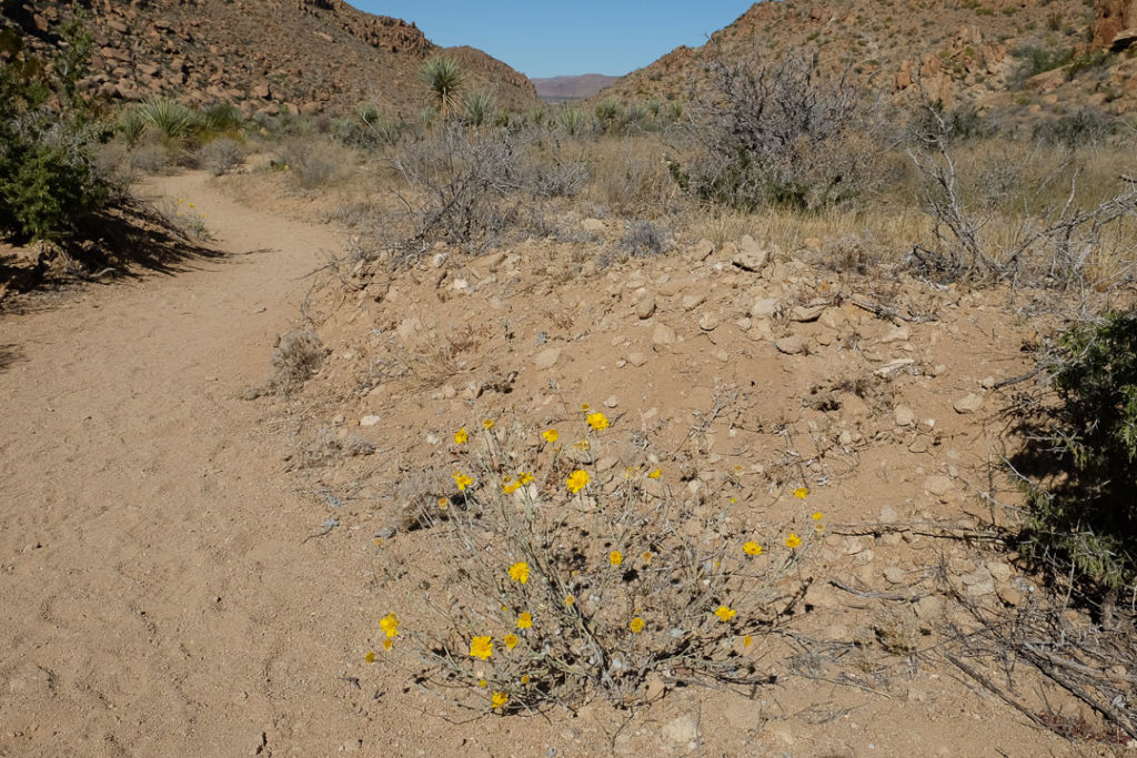 砂漠に咲く花