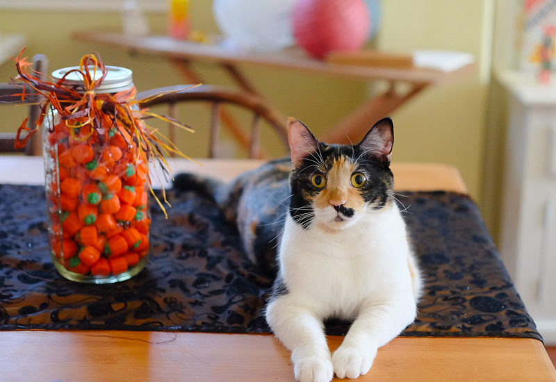 ハロウィンキャット