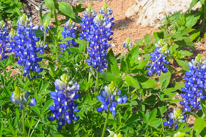 テキサスの州花ブルーボネット