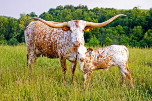 longhorn